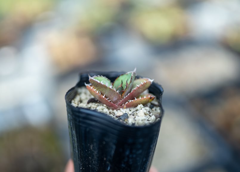 アガベ オテロイ 沖縄実生 | mana's farm:塊根植物・アガベ・ドライ