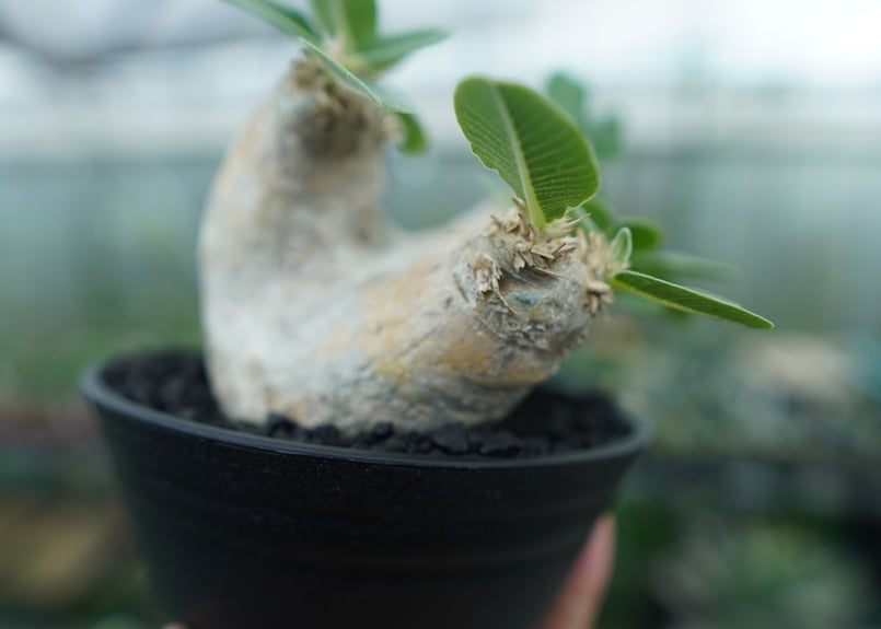 パキポディウム エブレネウム Pachypodium eburneum | mana's fa