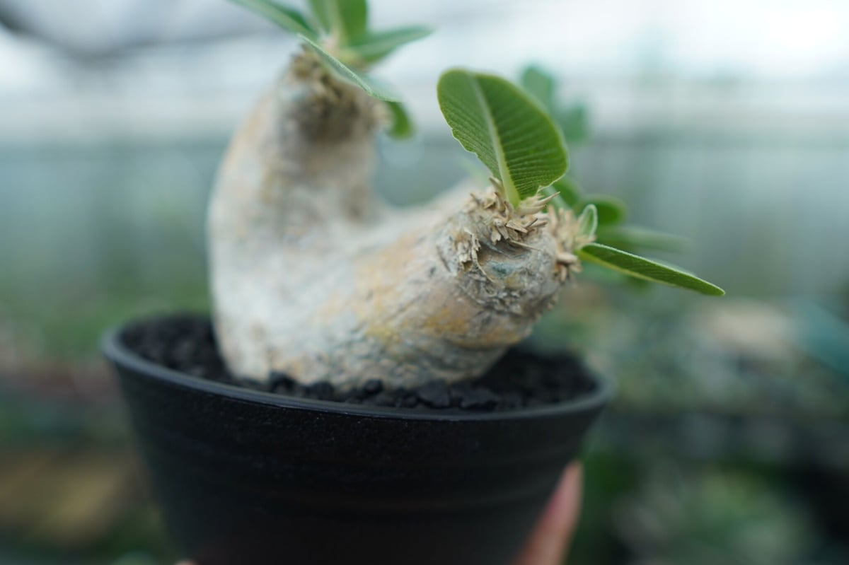 パキポディウム エブレネウム Pachypodium eburneum | mana's fa