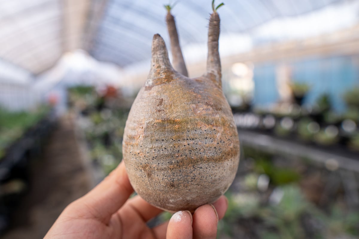 パキポディウム グラキリス 抜き苗 9/30まで限定！ | mana's farm:塊根