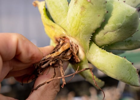 Agave Potatorum×Macroacantha   NO.2