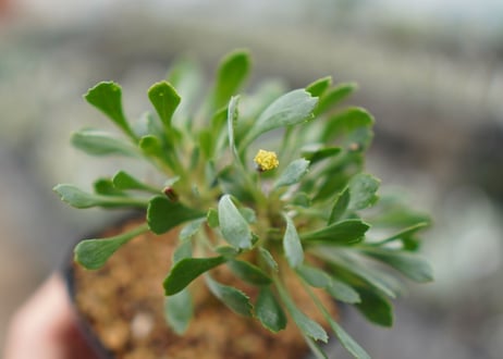 オトンナ　 ユーフォルビオイデス　No.1