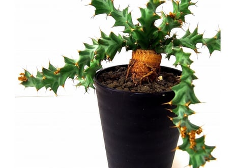 Euphorbia tortirama ユーフォルビア・ムクジエンシス