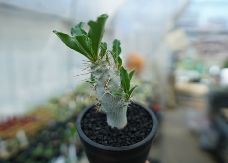 パキポディウム　サンデルシー　Pachypodeium saundersii  No.6