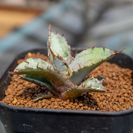 アガベ ブラック＆ブルー(BB) 50cm以上