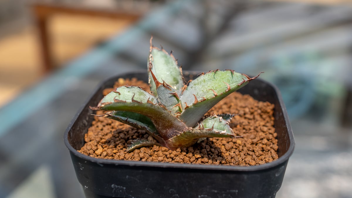 アガベ ブラックアンドブルー | mana's farm:塊根植物・アガベ・ドライ