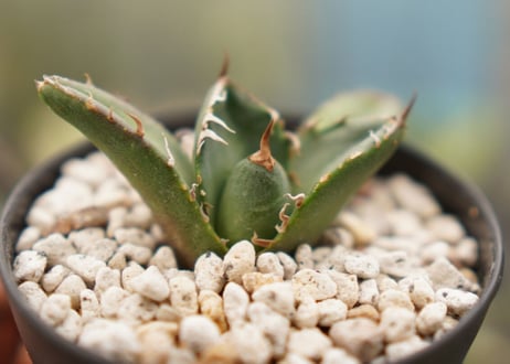 Agave titanota ”arrow”　カキコ　No.5
