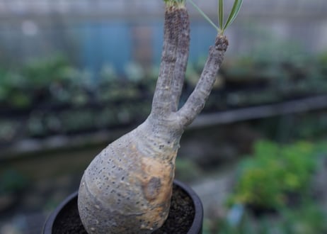 【発根管理中】パキポディウム　グラキリス　 Pachypodium Gracilius  No.3