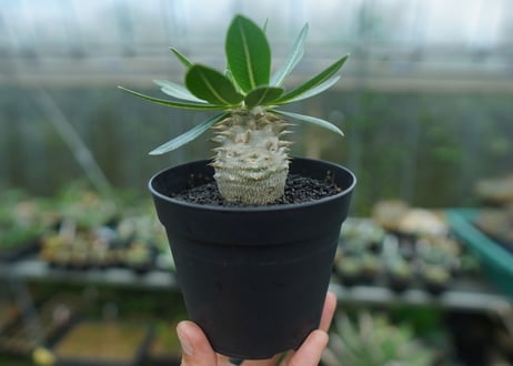 パキポディウム　恵比寿大黒　Pachypodium Densicaule　No.3