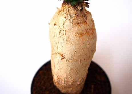 ユーフォルビア ステラータ 飛竜  Euphorbia stellata 5 未発根