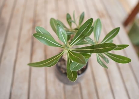 パキポディウム ホロンベンセ　Pachypodium　 horombense
