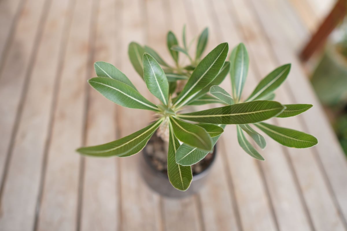 パキポディウム ホロンベンセ Pachypodium horombense | mana's パキポディウム ホロンベンセ Pachypodium horombense | mana's