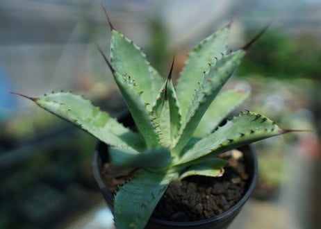 アガベ　マクロアカンサ×ポタトラム　 Agave macroacantha×potatorum