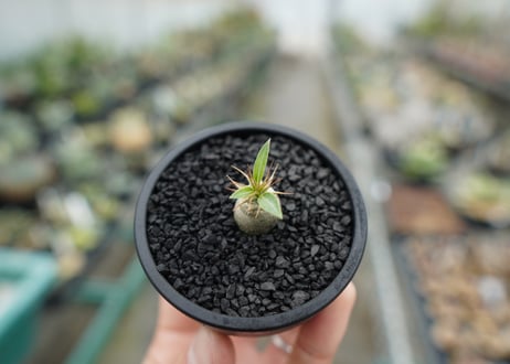 パキポディウム　マカイエンセ　Pachypodium makayense