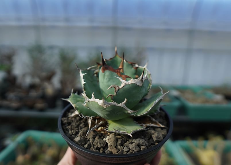 アガベ チタノタ R agave titanota R A8 | mana's farm:塊根