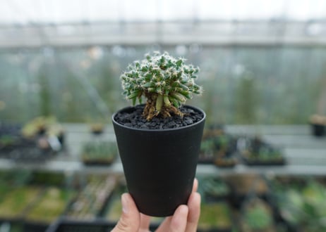トリコディアデマ　デンサム　Trichodiadema densum  No.1