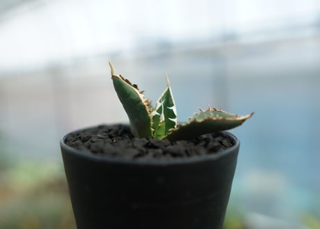 アガベ　チタノタ　狼人　agave titanota "狼人"　No.1
