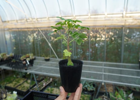 アデニア　グラウカ　Adenia glauca  No.1