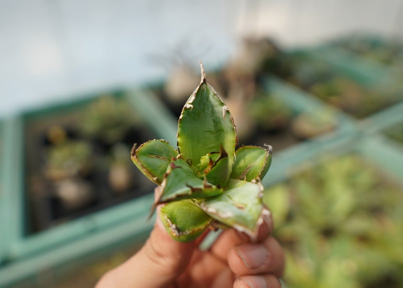 抜き苗】アガベ チタノタ 黄覆輪 Agave titanota variegata | ma