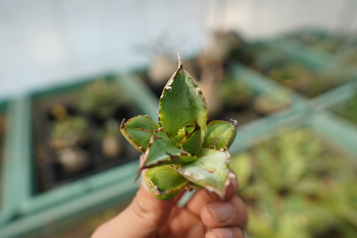 抜き苗】アガベ チタノタ 黄覆輪 Agave titanota variegata | ma