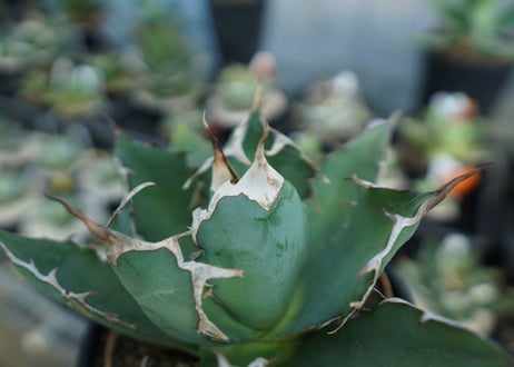 アガベ　チタノタ　agave titanota　A5
