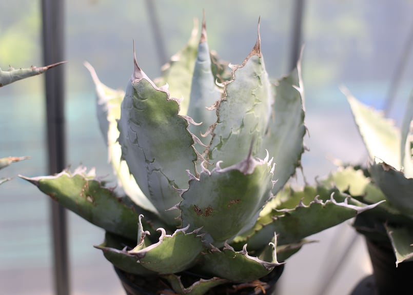 アガベ チタノタ ホワイトアイス 子株 | mana's farm:塊根植物・アガベ