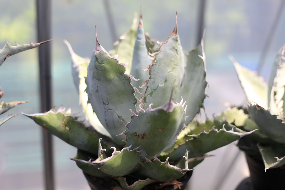 アガベ ホワイトキャンサー NPLANTS産 レア株 fit=scale-down,w=1200