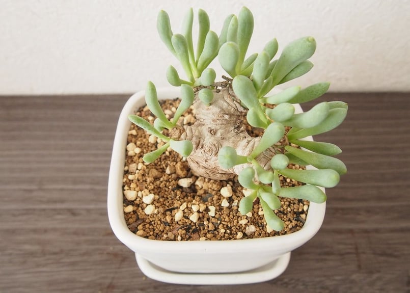 オトンナ クラビフォリア Othonna clavifolia | mana's farm:塊