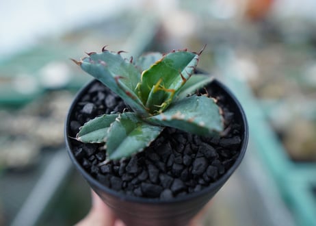 アガベ　チタノタ　 ブラックアンドブルー 　Agave titanota black and blue　No.7