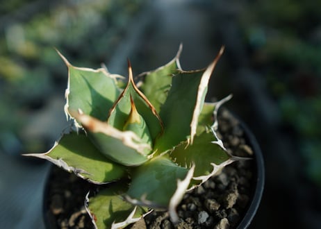 アガベ　チタノタ　FO-76　agave titanota  FO-76  No.8