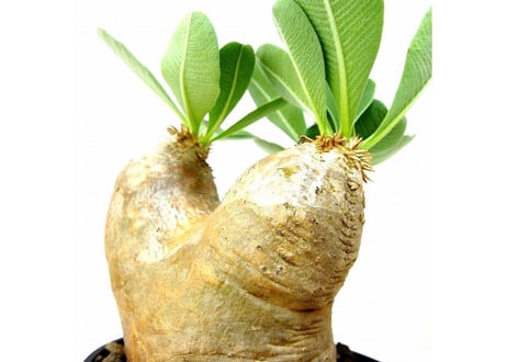 Pachypodium eburneum 　パキポディウム エブレネウム №2