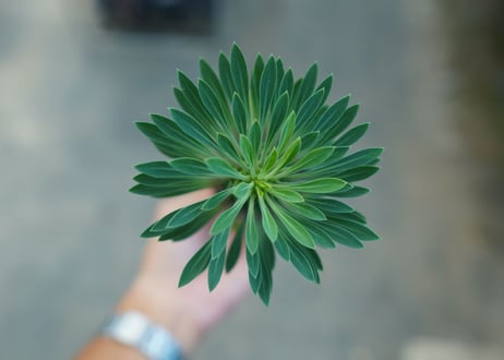 ユーフォルビア　ソテツキリン "パイナップルコーン"　Euphorbia sotetsukirin  No.6