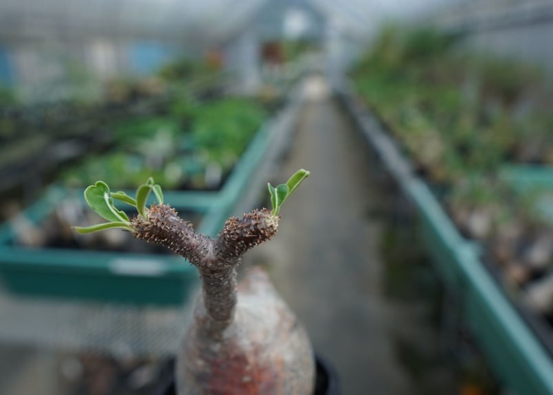 Pachypodiuｍ パキポディウム グラキリス ベアルート 塊根植物 53-