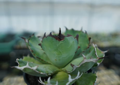 アガベ　チタノタ　黒鯨　Agave titanota black whales　No.2