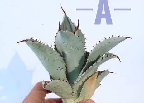 Agave pygmaea 'Dragon Toes'   L