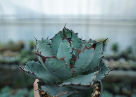 アガベ　チタノタ　 ブラックアンドブルー 　Agave titanota black and blue　NO.8