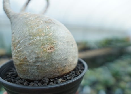 パキポディウム　グラキリス　 Pachypodium Gracilius  No.3
