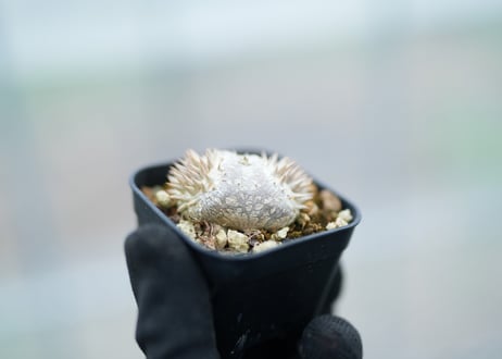 パキポディウム　レウコキサンツム　沖縄実生　No.3