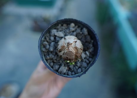 亀甲竜　Dioscorea elephantipes　No.8