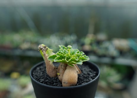 オトンナ　チュベローサ　Othonna tuberosa No.1