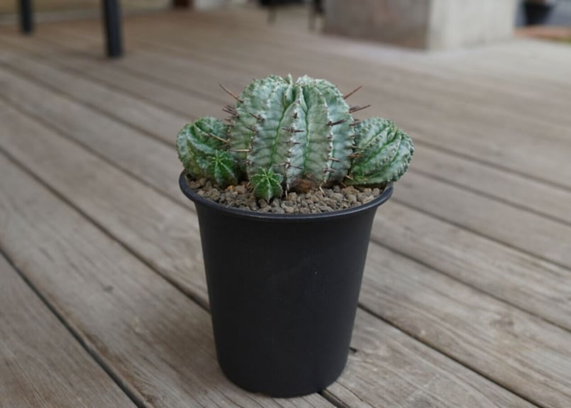 ユーフォルビア ホリダ Euphorbia horrida | mana's farm:塊根植