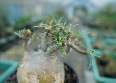 パキポディウム　グラキリス　 Pachypodium Gracilius　No.3