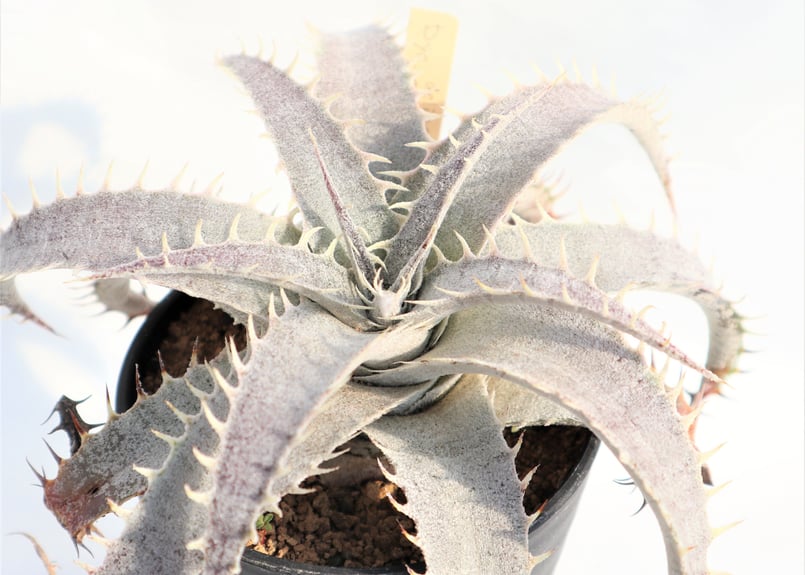 Dyckia delicata GF F1 x T-REX | mana's farm:塊根