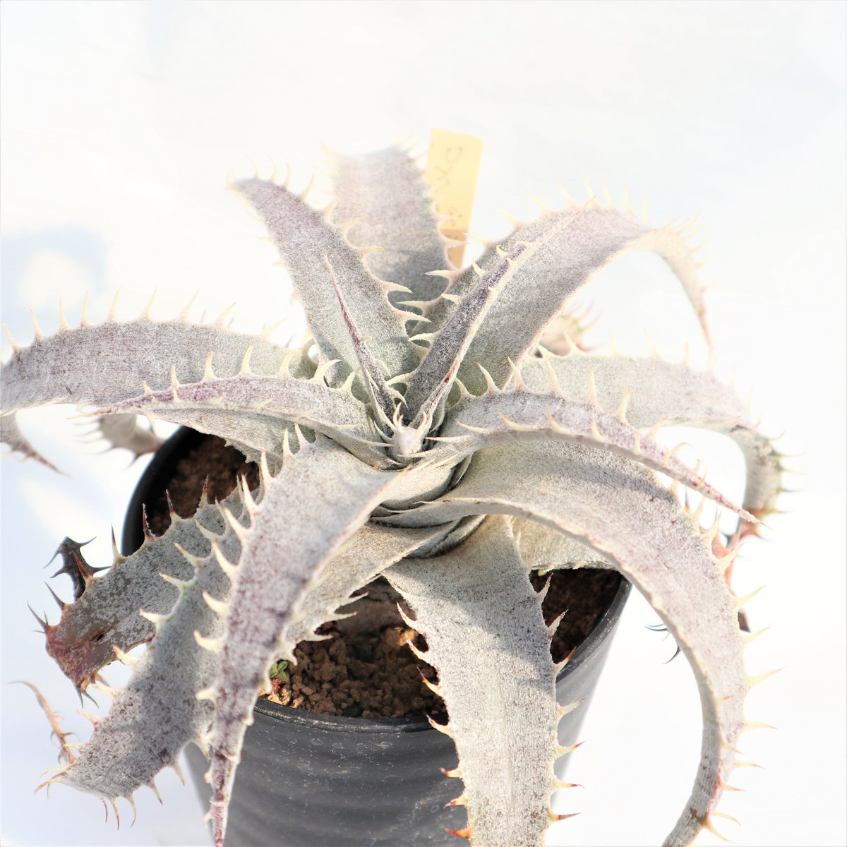 Dyckia delicata GF F1 x T-REX | mana's farm:塊根