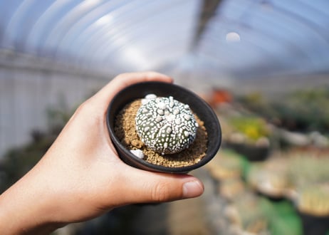 アストロフィツム　スーパー兜 Astrophytum asterias 'Super Kabuto'　No.1