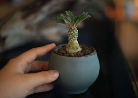 ドルステニア　ラブラニー　Dorstenia lavrani