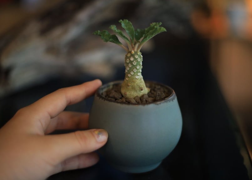 ドルステニア ラブラニー 【高さ27cm】 ドルステニア・ラブラニー | 多肉植物・特別な鉢の販売 | トーキー | TOKY