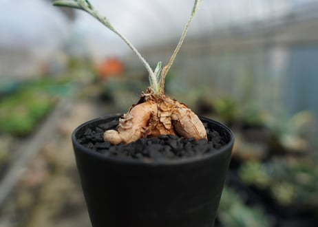 ペラルゴニウム　ビオリフロルム　Pelargonium violiflorum