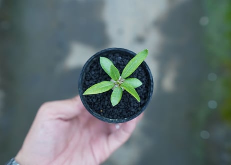 パキポディウム　恵比寿笑い　Pachypodium brevicaule　No.2