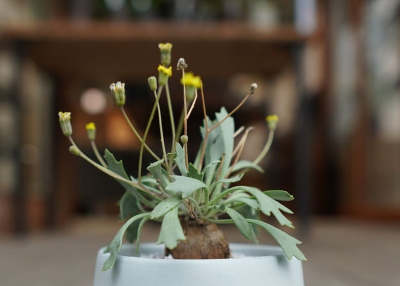 オトンナ ユーフォルビオイデス×スタインコフ Othonna euphorbioides×st